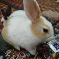 خرگوش مینیاتوری|موش و خرگوش|دزفول, |دیوار