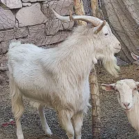 تکه دوسال ونیم سانن اصل دو وسه قلوزا مشتی خوشتیپ|حیوانات مزرعه|چناران, |دیوار