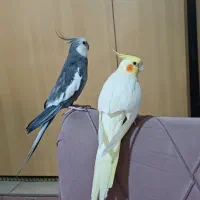 عروس هلندی مولد با جوجه|پرنده|تهران, بهارستان|دیوار