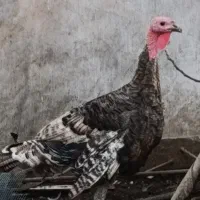بوقلمون