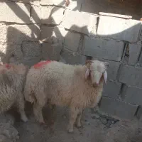 گوسفند نر