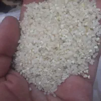 فروش نیم دانه کامفیروزی|خوردنی و آشامیدنی|نیریز, |دیوار