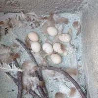 30عدد بوقلمون بوبورن تخمگذارو تخم نطفه دار