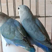 برزیلی|پرنده|سنندج, |دیوار