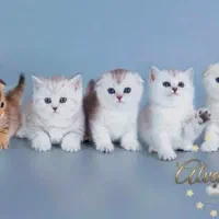 گربه اسکاتیش و بریتیش مجموعه میولند