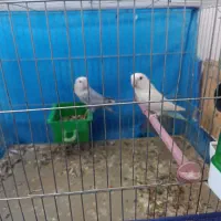 طوطی برزیلی مولد تضمینی بهترین نژاد