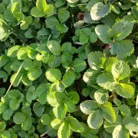 نهال توت فرنگی کاماروس پایه کوتاه،باردهی عالی|گل و گیاه طبیعی|گرگان, |دیوار