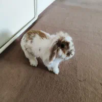 خرگوش لوپ ماده|موش و خرگوش|تهران, جیحون|دیوار