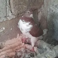 ۳عدد کبوتر  فروشی