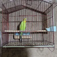 مرغ عشق|پرنده|شیراز, علی آباد|دیوار