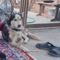 سگ هاسکی