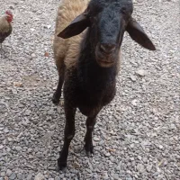 قوچ جوان