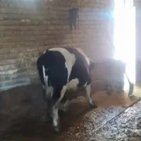 گوساله