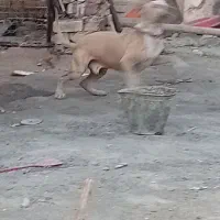 سگ پیت بول|سگ|کاشان, فاز ۲ ناجی آباد|دیوار