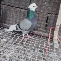 شازده سبز ماده