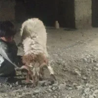 گوراند فروشی