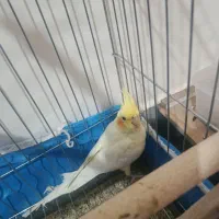 عروس هلندی نر ده ماهه  600