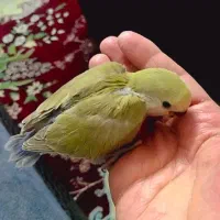 طوطی برزیلی|پرنده|اصفهان, منتظرالمهدی|دیوار