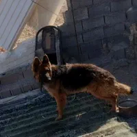 ژرمن شولاین نر