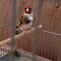 سهره نشوندار سره عتیقه