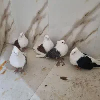 کفتر دوکت پشتار