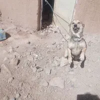 پاکوتاه خانگی نر زرنگ