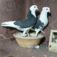 کفتر پرشی به شرط