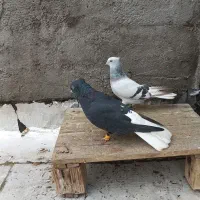 کبوتر دم سفید دارجه یک