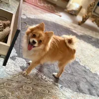 سگ پامر|سگ|تبریز, |دیوار