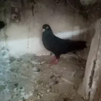 کبوتر نر وماده