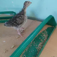 جوجه بوقلمون|حیوانات مزرعه|همدان, |دیوار