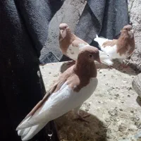 2جفت شهری چپویال بی نقص|پرنده|شیراز, دروازه قران|دیوار