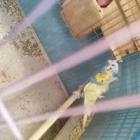 مرغ‌عشق‌ پروانه‌ای