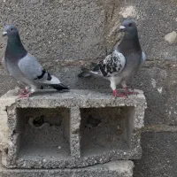 پلاکی نژاد عربستان