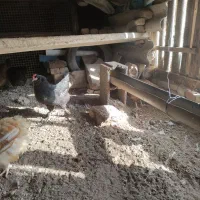 ۱۰تا مرغ و خروس جوان خوشگل تخمگذار|حیوانات مزرعه|صوفیان, |دیوار