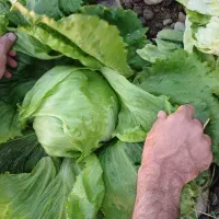 کمیسیون کار کشاورزی و زراعی
