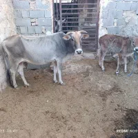 گاو با گوساله نر
