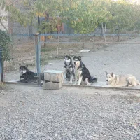 سگ هاسکی ۷ ماهه