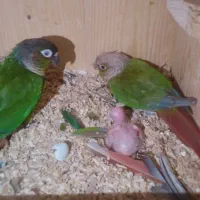 گرینچیک مولد به همراه جوجه