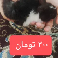 بچه خرگوش ها و یک عدد نر بالغ|موش و خرگوش|برازجان, |دیوار