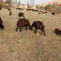 گوسفند بره دار|حیوانات مزرعه|تیکمه داش, |دیوار