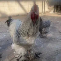 مرغ و خروس برهما