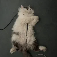 گربه برای جفت گیری