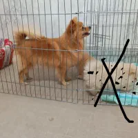 سگ پامر ۲ ساله|سگ|شهریار, شهریار|دیوار