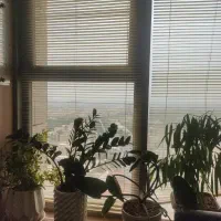 شقایق بر 40 متری