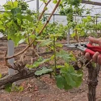 کلیه کارهای باغبانی