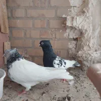 کله سیاه نر کله سبز ماده.کله سیا یک چشم کوره|پرنده|تربت جام, شاد|دیوار