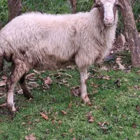 گوسفندماده گوشتی قصابی