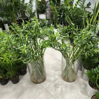 لاکی بامبو جوانه چینی اصل|گل و گیاه طبیعی|بندرعباس, |دیوار