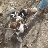 خرگوش سالم|موش و خرگوش|جوادآباد, |دیوار